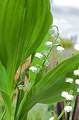 Lily-of-the-valley in bloom on a garden terrace