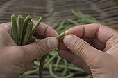Cut of green beans France