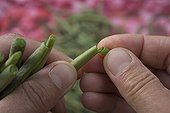 Cut of green beans France