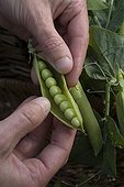 Harvest Garden Peas France