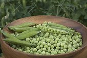 Garden Peas 'Surgevil' France