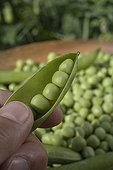 Garden Peas 'Surgevil' France