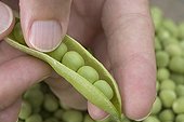 Open Garden Peas 'Surgevil' France