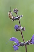 Bee fly landed on a Meadow Clary flower Doubs Valley