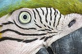 Close up Blue-and-yellow Macaw Rio Negro Amazonia Brazil