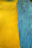 Plumage Blue-and-yellow Macaw Rio Negro Amazonia Brazil
