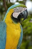 Blue-and-yellow Macaw sleeping Rio Negro Amazonia Brazil