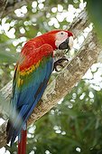 Scarlet Macaw on branch Rio Negro Amazonia Brazil