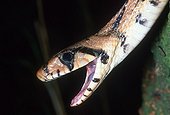 Ladder snake portrait