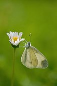 Moroccan Orange Tip on a Disc mayweed Normandy