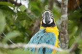 Blue-and-yellow Macaw Rio Negro Amazonia Brazil