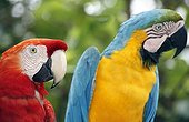 Scarlet Macaw and Blue-and-yellow Macaw Rio Negro Brazil