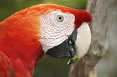 Portrait of Scarlet Macaw Rio Negro Amazonia Brazil
