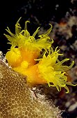 Polyps of Coral Tuamotu French Polynesia