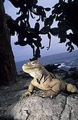 Land Iguana on a rock Galapagos Islands Ecuador 