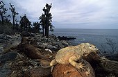 Land Iguana on a rock Galapagos Islands Ecuador 