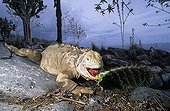 Land Iguana eating a leaf of Cactus Galapagos Islands