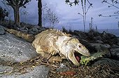 Land Iguana eating a leaf of Cactus Galapagos Equateur