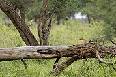 Slender Mongoose on a tree trunk Kruger National Park
