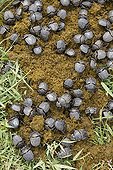 Dung beetles at work iSimangaliso Wetland Park