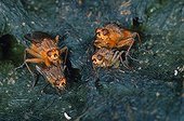 Common yellow dung flys mating