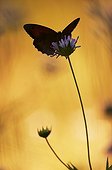 Silhouette of small Heath landed on a flower at dusk