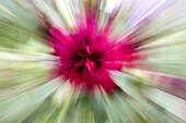 Moved image of a Rose Provence