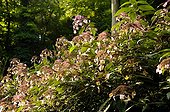 Hydrangea 'Villosa' in the Botanical garden of Mulhouse