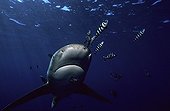 Oceanic whitetip shark swimming with fish pilots Egypt 