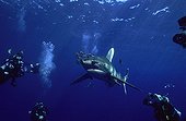 Oceanic whitetip shark swimming and divers Egypt 