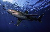 Oceanic whitetip shark swimming and pilot fishes Egypt 