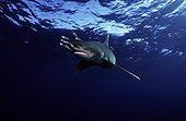 Oceanic whitetip shark swimming and pilot fishes Egypt 
