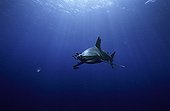 Oceanic whitetip shark swimming and pilot fishes Egypt 