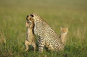 Tendresse et jeu entre un jeune Guépard et sa mère Kenya