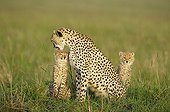 Tendresse et jeu entre un jeune Guépard et sa mère Kenya