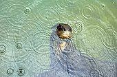 Giant Otter swiming under the rain Rio Negro Amazonia Brazil