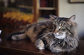 Maine Coon lied down at the reception of a hotel Holland