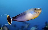 Bignose Unicornfish Tuamotu French Polynesia