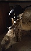Cats scratching a cardboard armchair