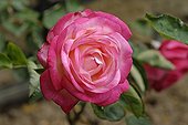 Rose 'New Style' in a garden