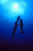 Bottlenose Dolphins Tuamotu French Polynesia