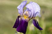Portrait of a flower of horticultural blue Iris Provence