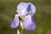 Portrait of a flower of horticultural blue Iris Provence