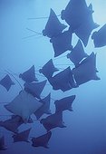Spotted Eagle Rays Tuamotu French Polynesia