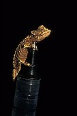 Dwarfish chameleon climbed over a bottle Madagascar  ; Place : côte est de Madagascar