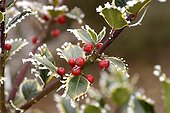 Frost on berries Holly