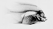 X-Ray Radiography a Butterflyfish