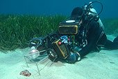 Diver filming a crab Embiez Mediterranean Sea France ; Character: Christian Petron <br>Series on the status of the Mediterranean Sea<br><br>