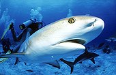 Portrait of Sandbar shark and diver Red Sea 