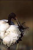 Portrait of Sacred ibis while grooming France